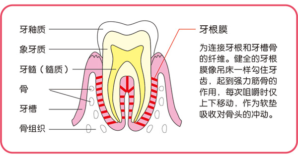 迪樂夢(mèng)搖鈴牙膠.jpg