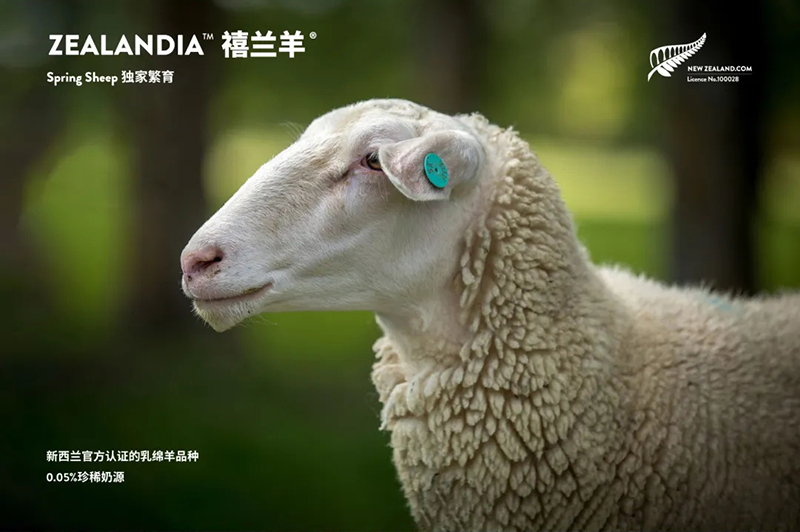 Spring Sheepdȫd׃̷^ע@GCBME05.jpg